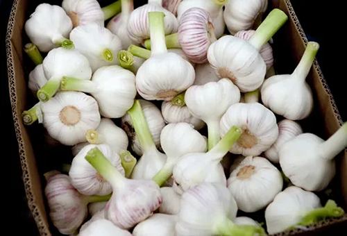 تصویر 2 از خرید و قیمت سیر تازه کیلویی + فروش عمده
